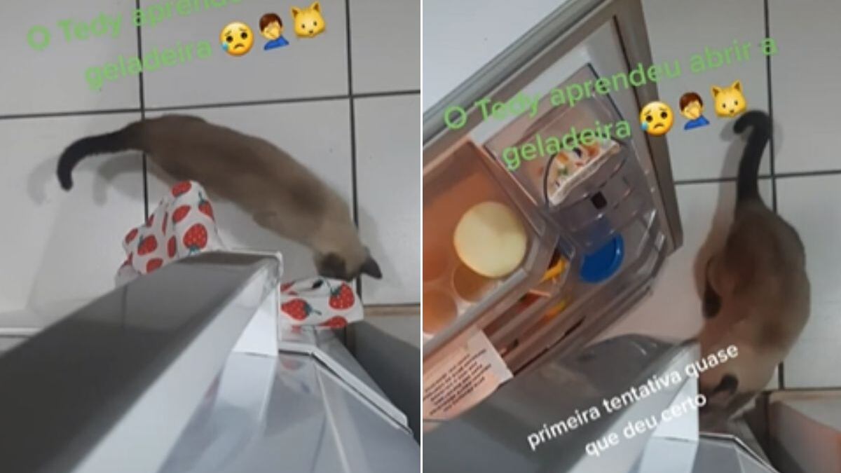 Gato aprende a abrir geladeira e foi pego no flagra