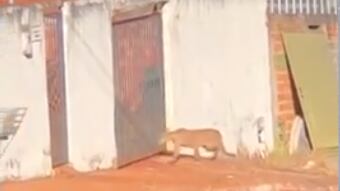 Vídeo mostra passeio de onça por ruas de Goiás, que assusta moradores; assista