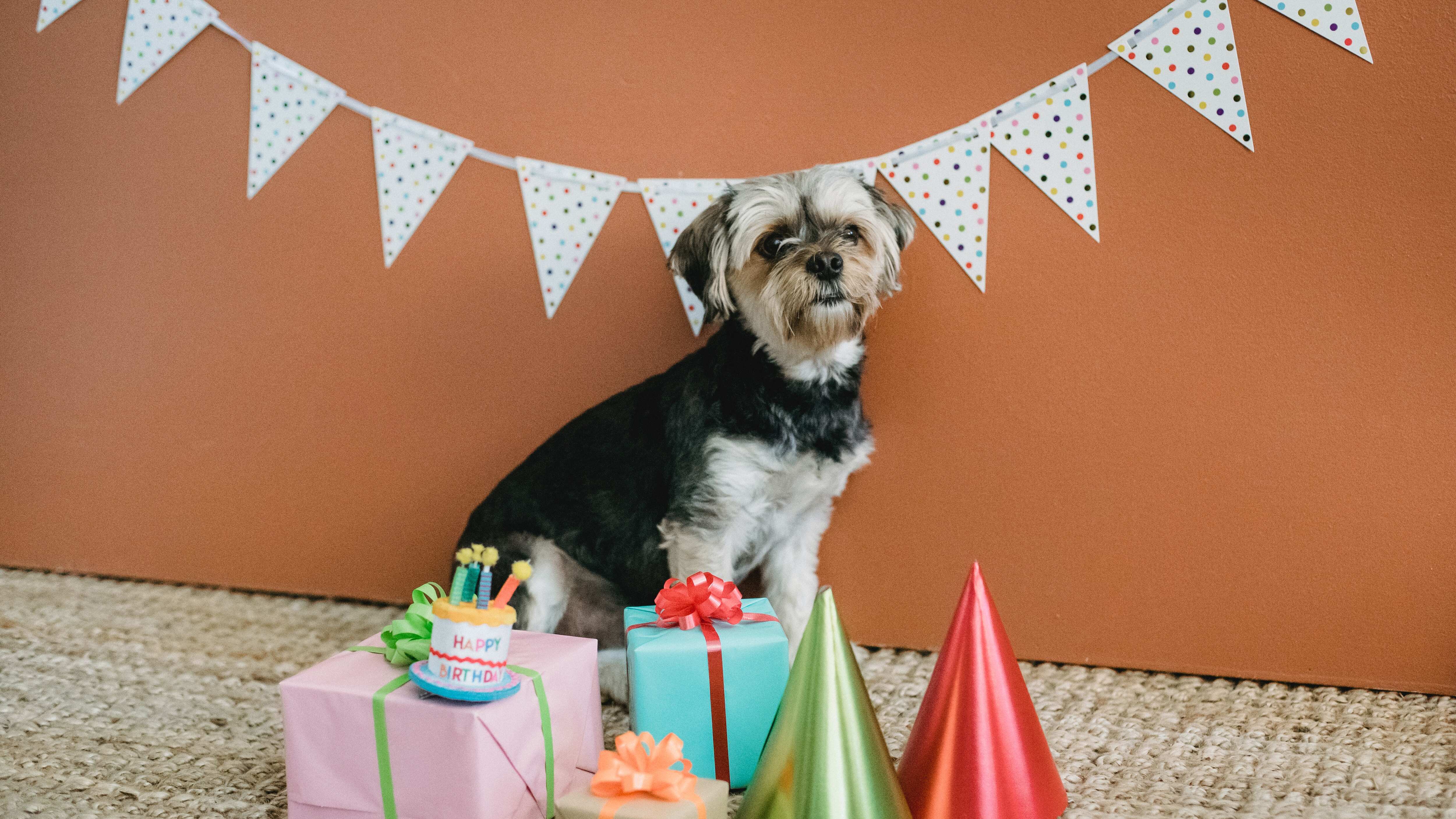 Aniversário de cachorro