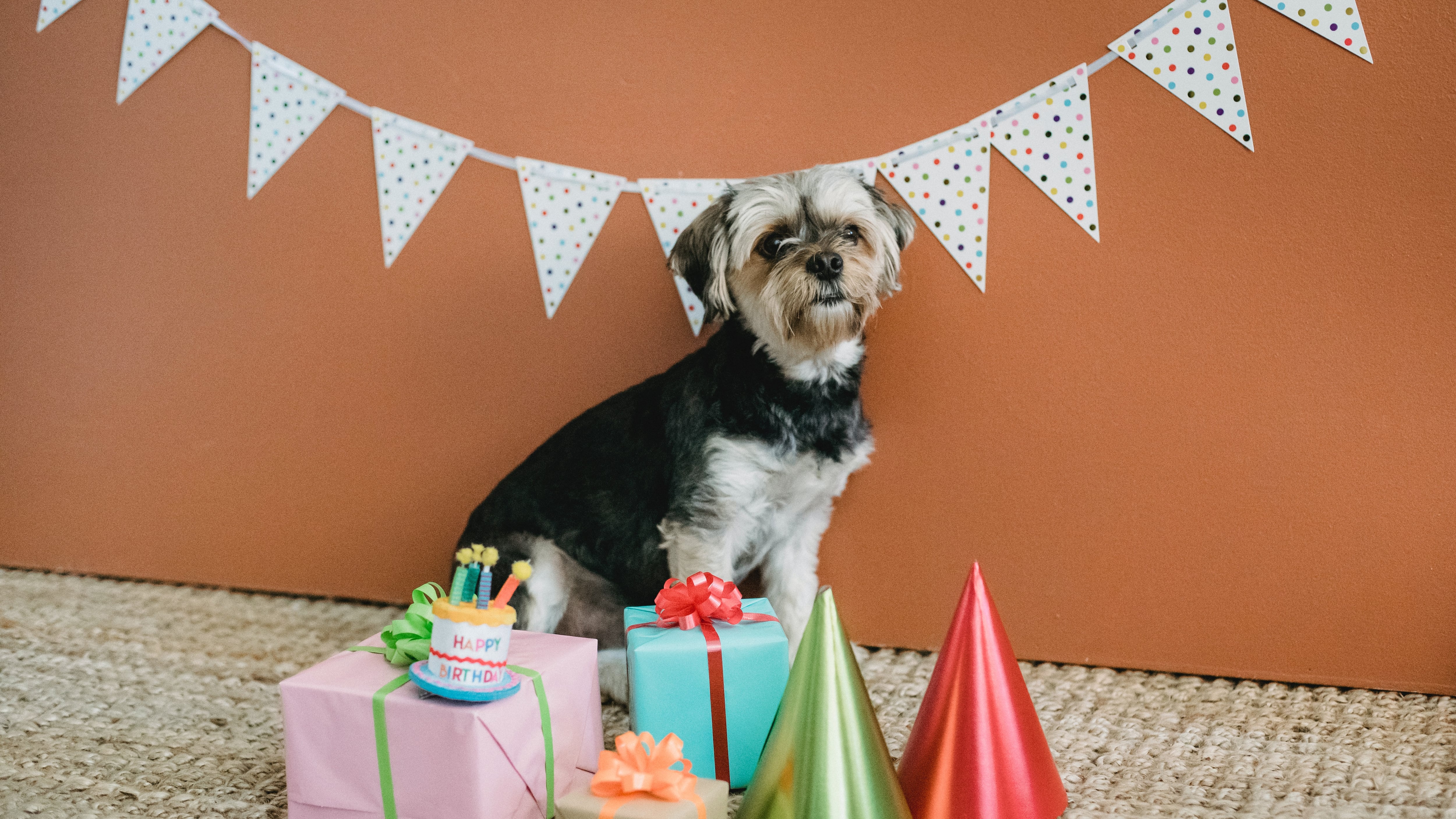 Aniversário de cachorro