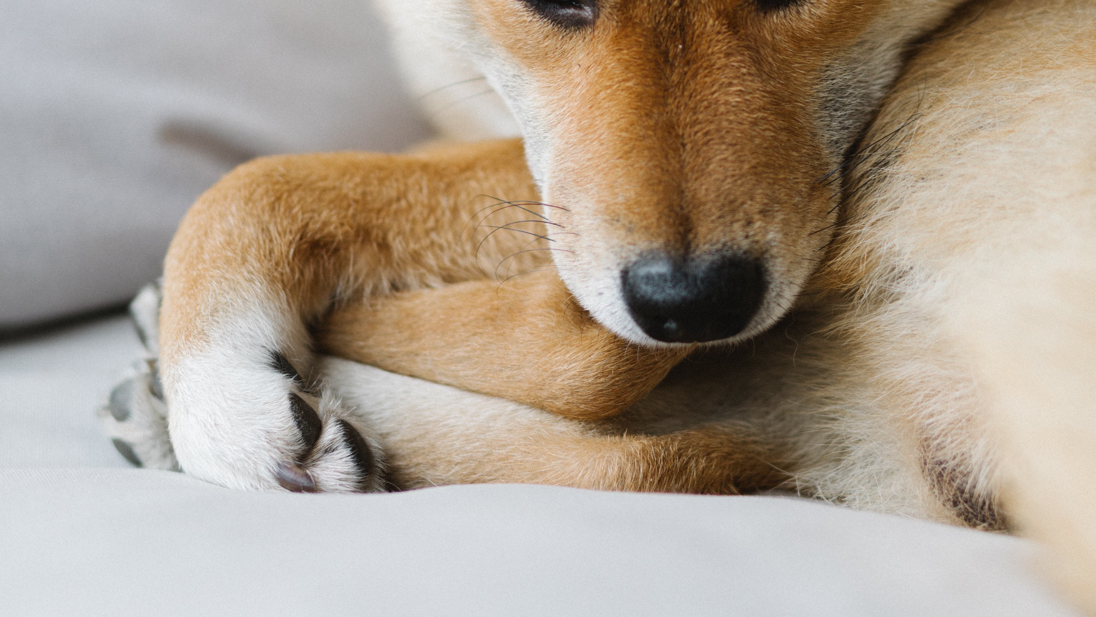 Cão da raça Shiba Inu deitado sobre as patas