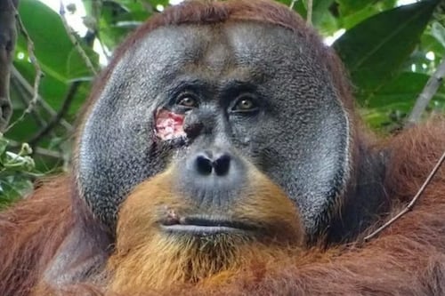 Pela primeira vez, orangotango é visto se automedicando com planta para curar ferida