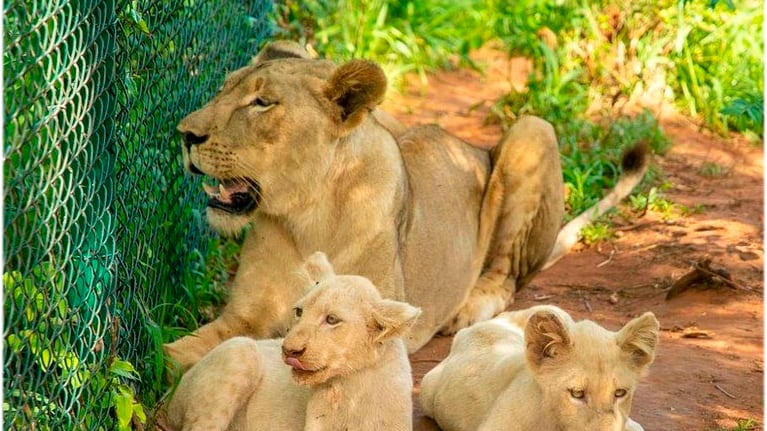Leoa e dois filhotes no zoológico