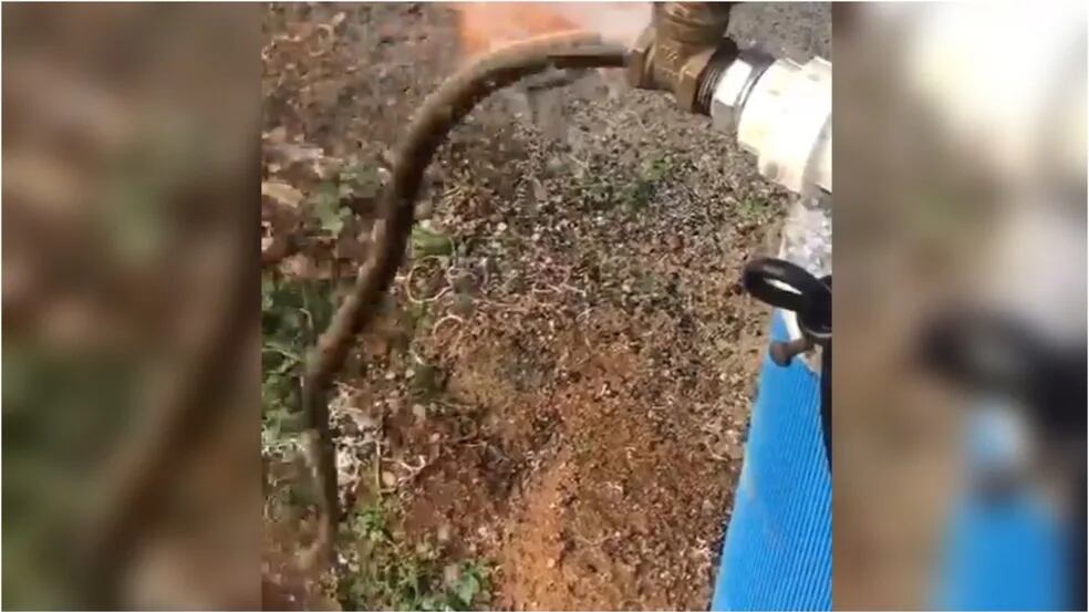 Cobra saindo de torneira.