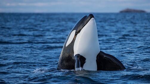 Hombre se lazó sobre una ballena orca y esto fue lo que pasó