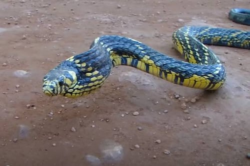 Vídeo mostra caninana nadando com agilidade; a cobra mais rápida do Brasil