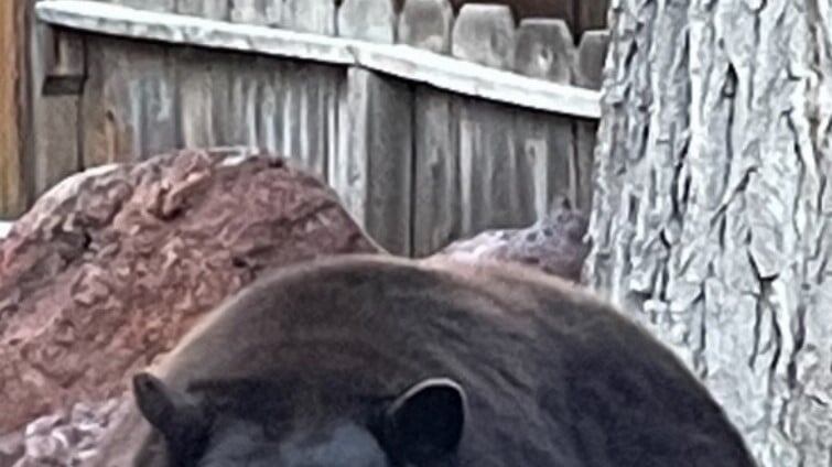 Hank invade as casas em busca de pizza