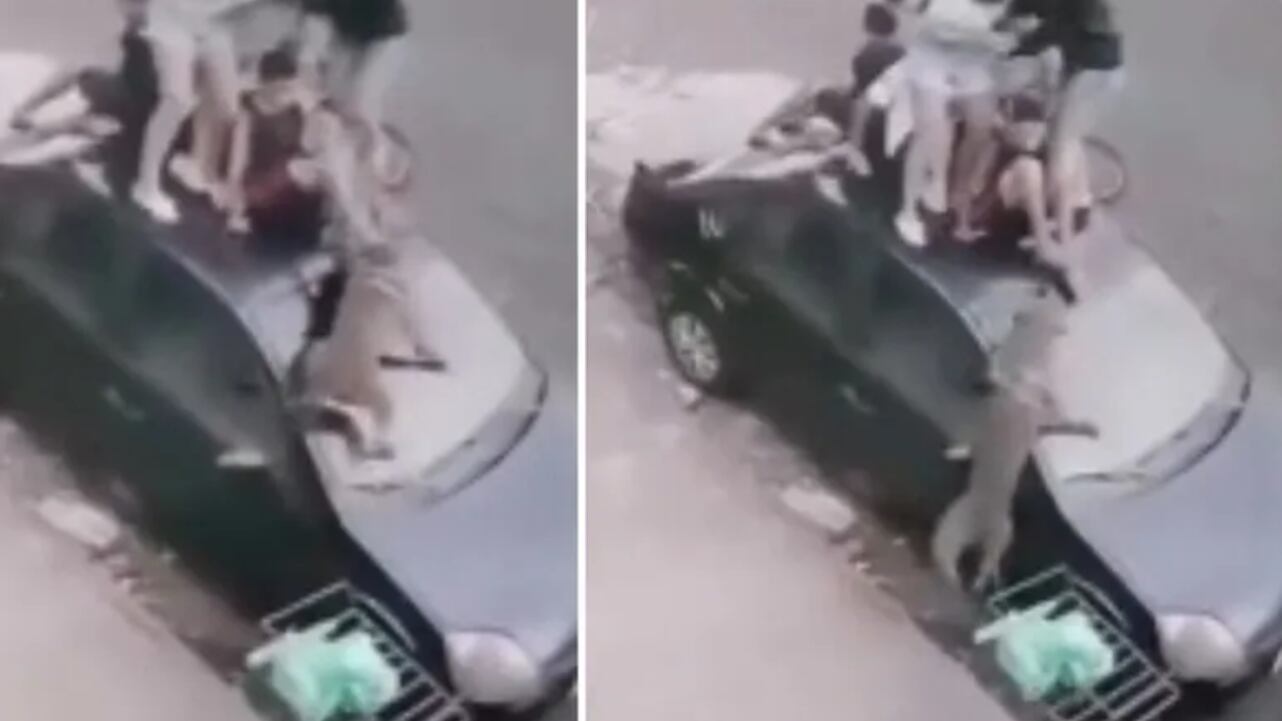 pit bull ataca crianças