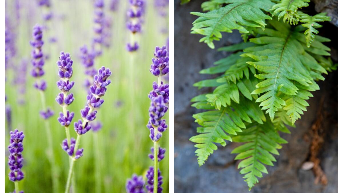 Feng Shui: las 9 plantas que debes tener en tu casa porque atraen el dinero y la fortuna en 2024