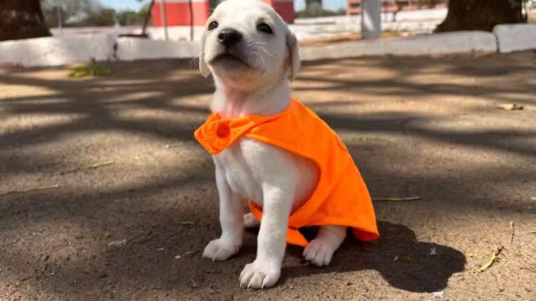 Foto: Reprodução/Sema (SLU)