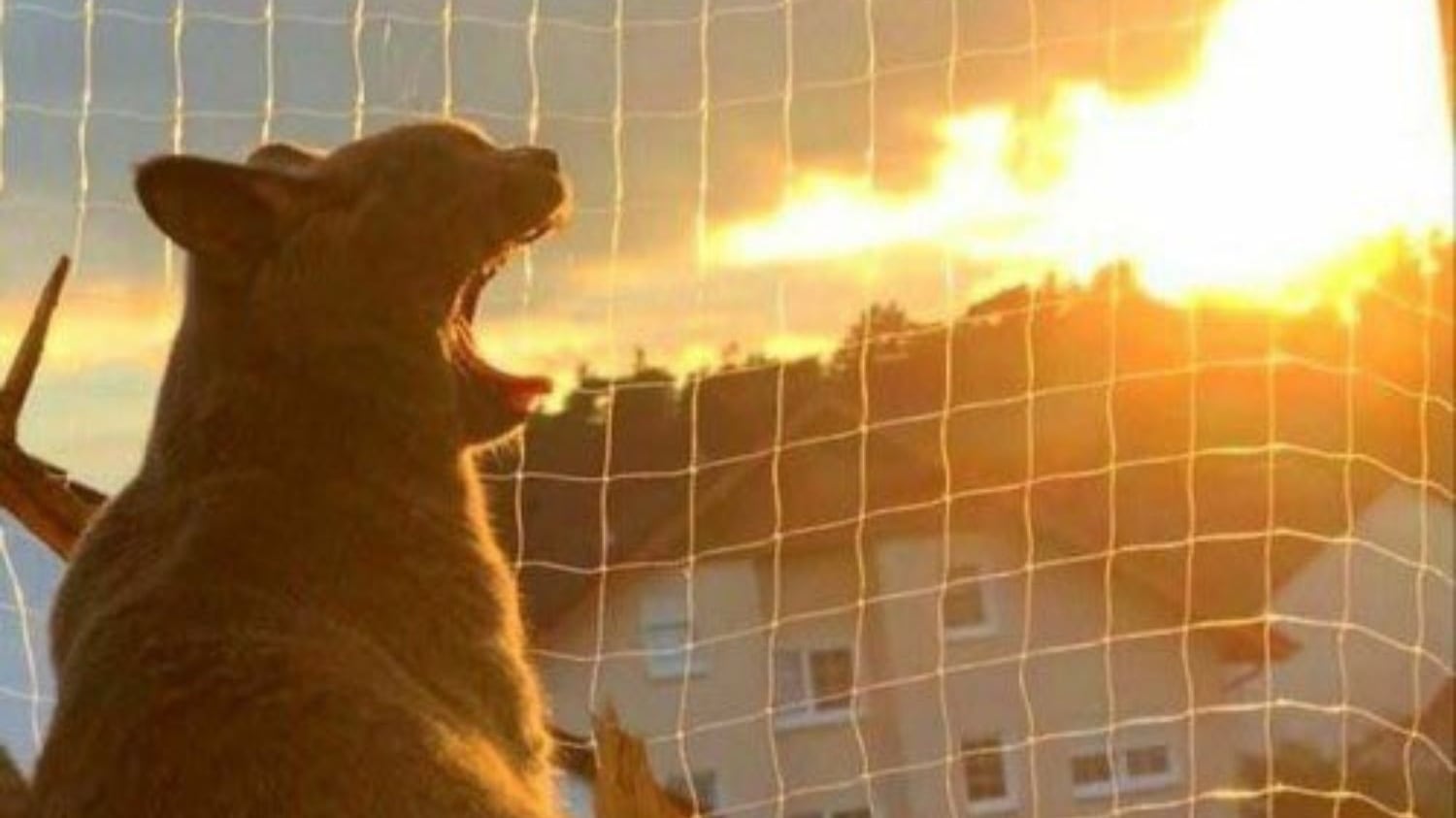 Veja o registro que viralizou no Reddit