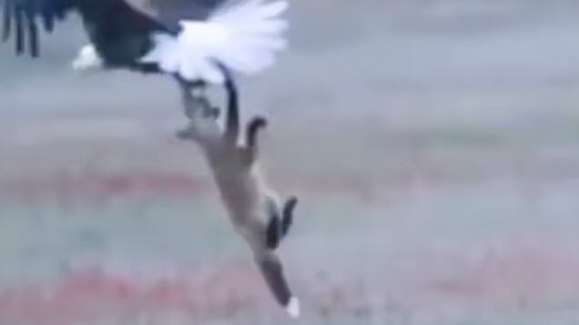 Imagens mostram batalha animal