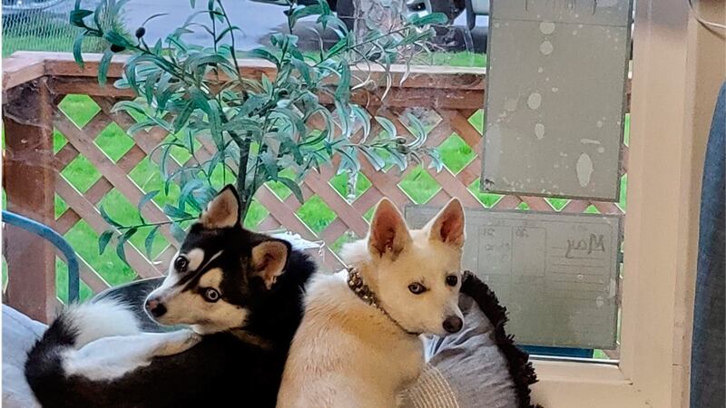 Apple e Jack têm 11 meses e 2 meses, respectivamente