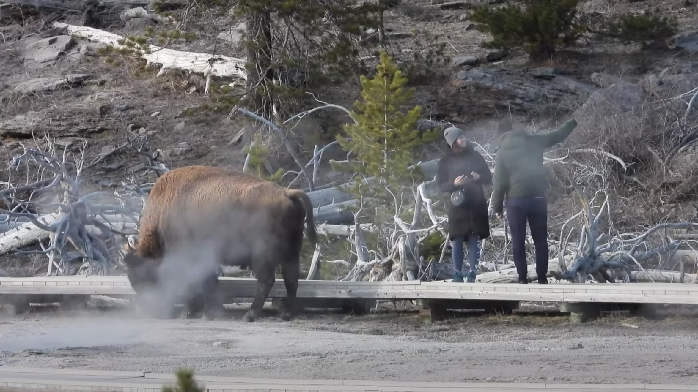 Vídeo registra momento em que casal ignora o perigo e se aproxima de búfalo selvagem para tirar selfie