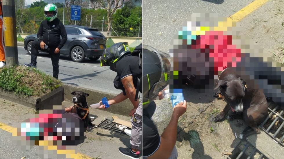 Cadela ficou ao lado de dona após acidente