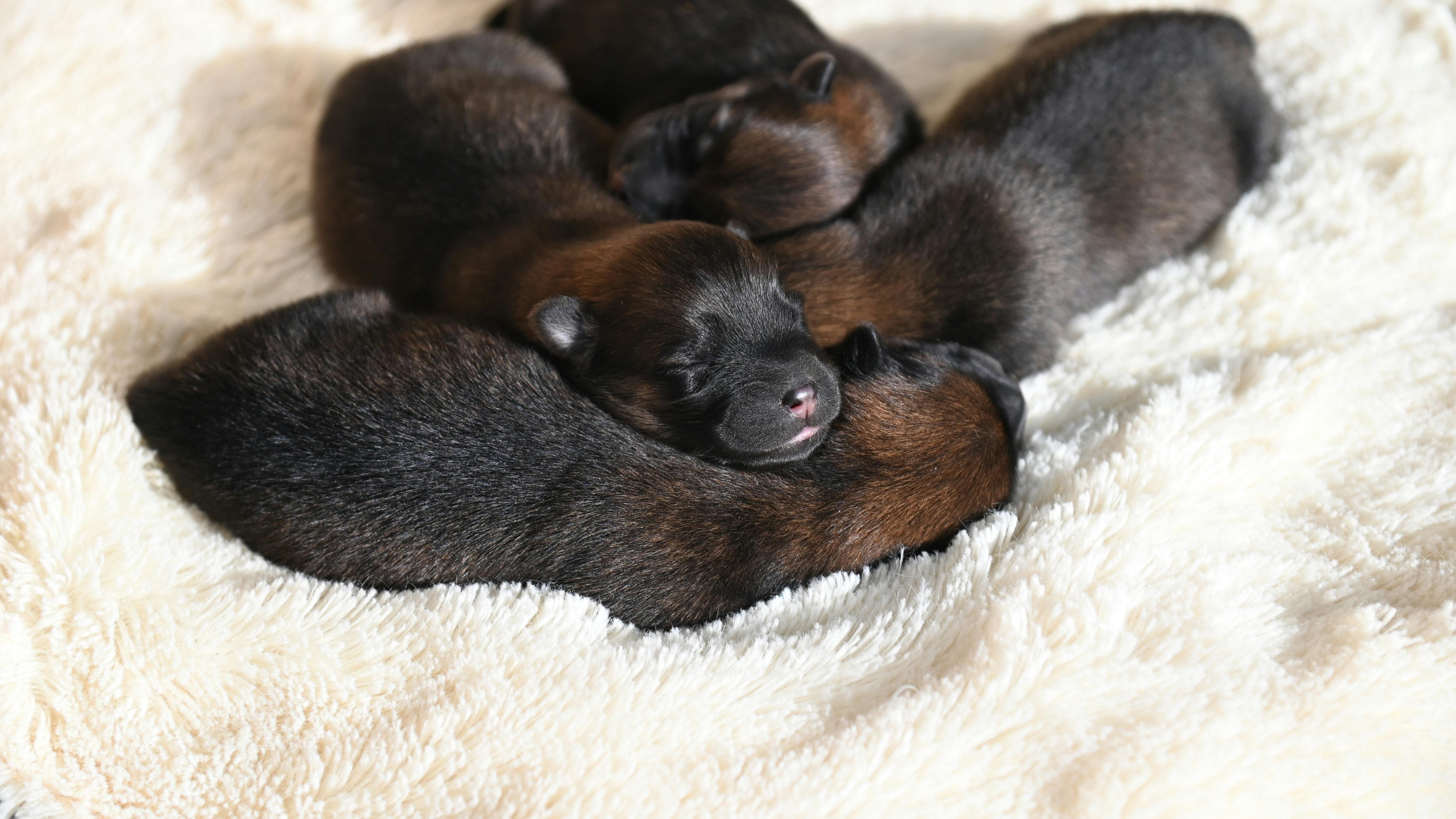 Filhotes de cachorro