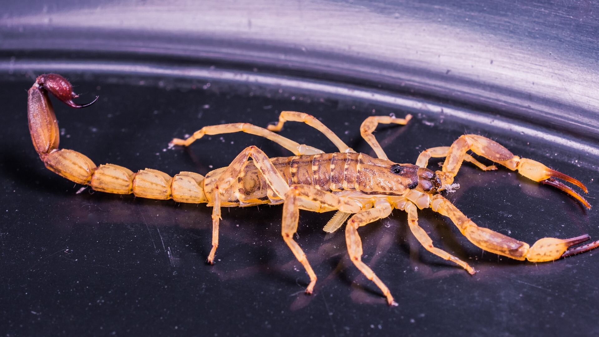 Criança morre após ser picado por escorpião