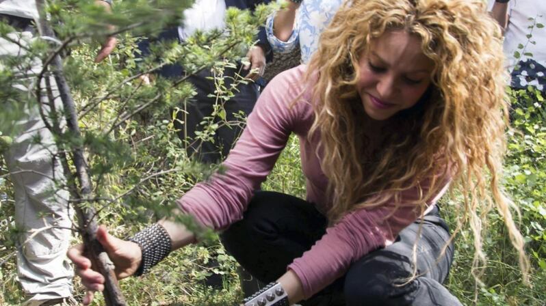 A árvore foi plantada há 5 anos no Líbano, no bosque Cedros do Senhor, terra onde nasceu a avó da cantora