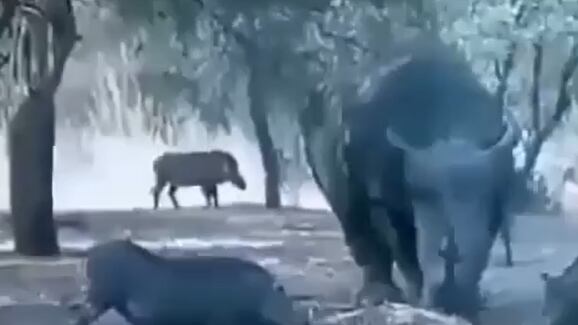 Vídeo mostra investida brutal de rinoceronte contra filhote de javali que queria parte de sua comida; assista
