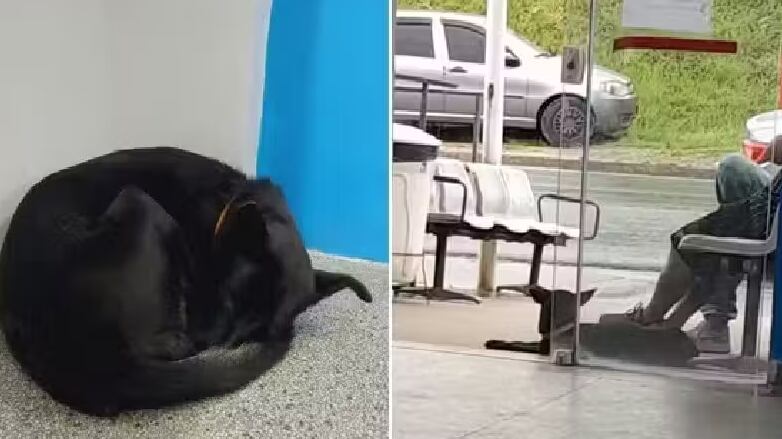 O casal de idosos viu a cadela órfã Upa, que ficou 3 semanas na porta do hospital esperando pelo tutor que morreu, e decidiu adotá-la. Eles também haviam perdido um cãozinho com 20 anos de idade. - Fotos: Arquivo Pessoal / Selma Aparecida de Souza / Marlene de Carvalho