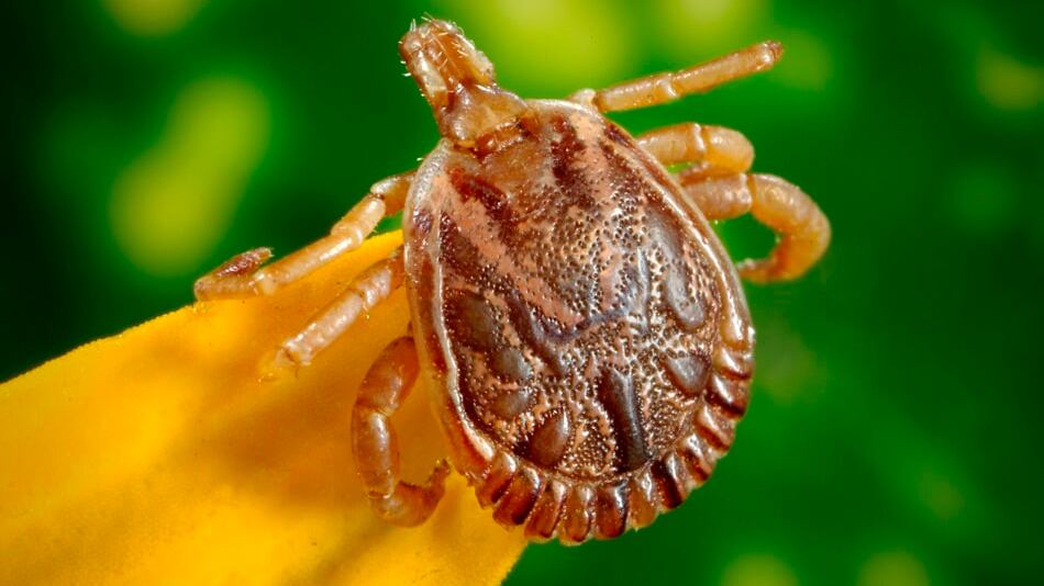 Febre maculosa é causada por carrapato