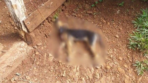 Homem mata o próprio cachorro utilizando um canivete e é preso em flagrante