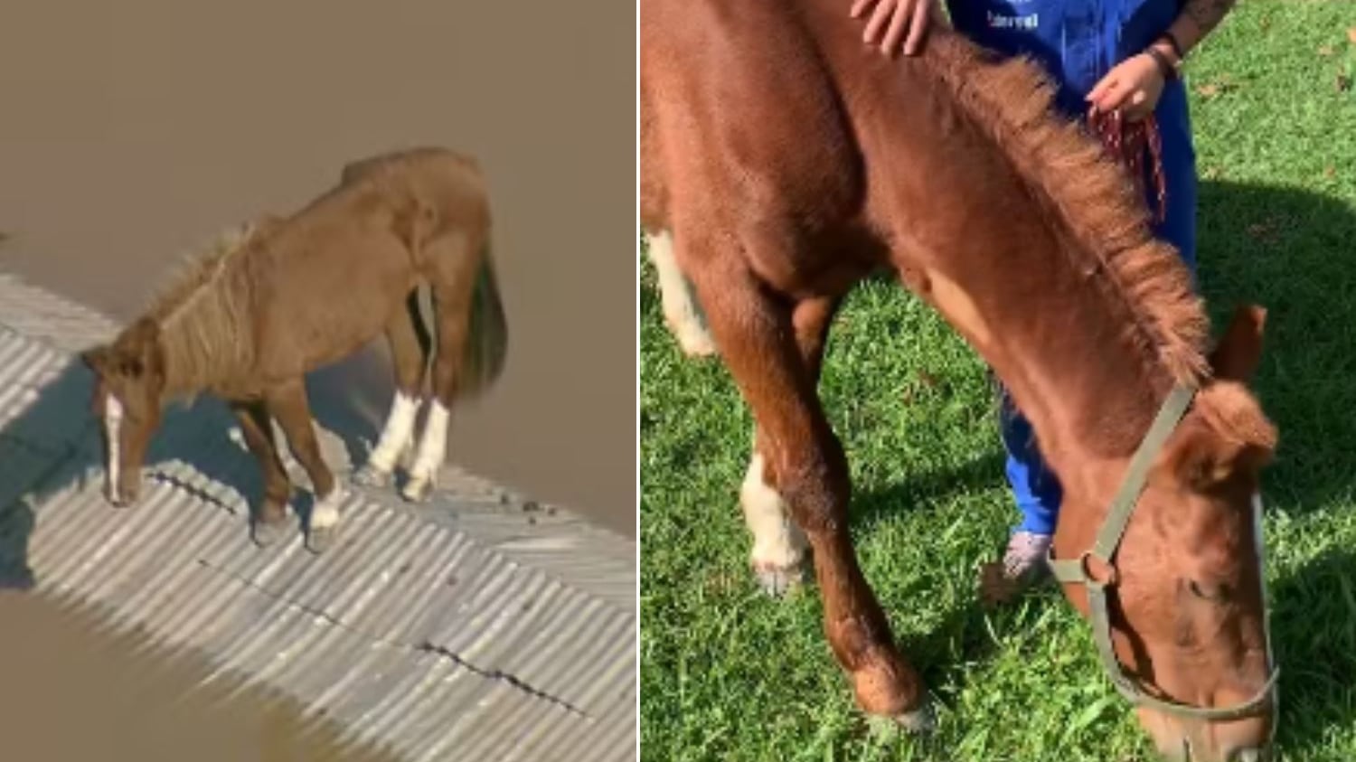 Equino tem quadro estável de saúde