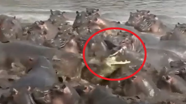Vídeo impactante mostra ataque brutal contra crocodilo que entrou em território de hipopótamos; assista