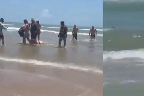 Vídeo: tubarão ataca 4 pessoas em praia dos EUA