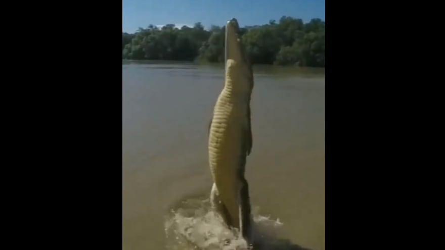 Vídeo registra aparição voraz de crocodilo para capturar isca; veja