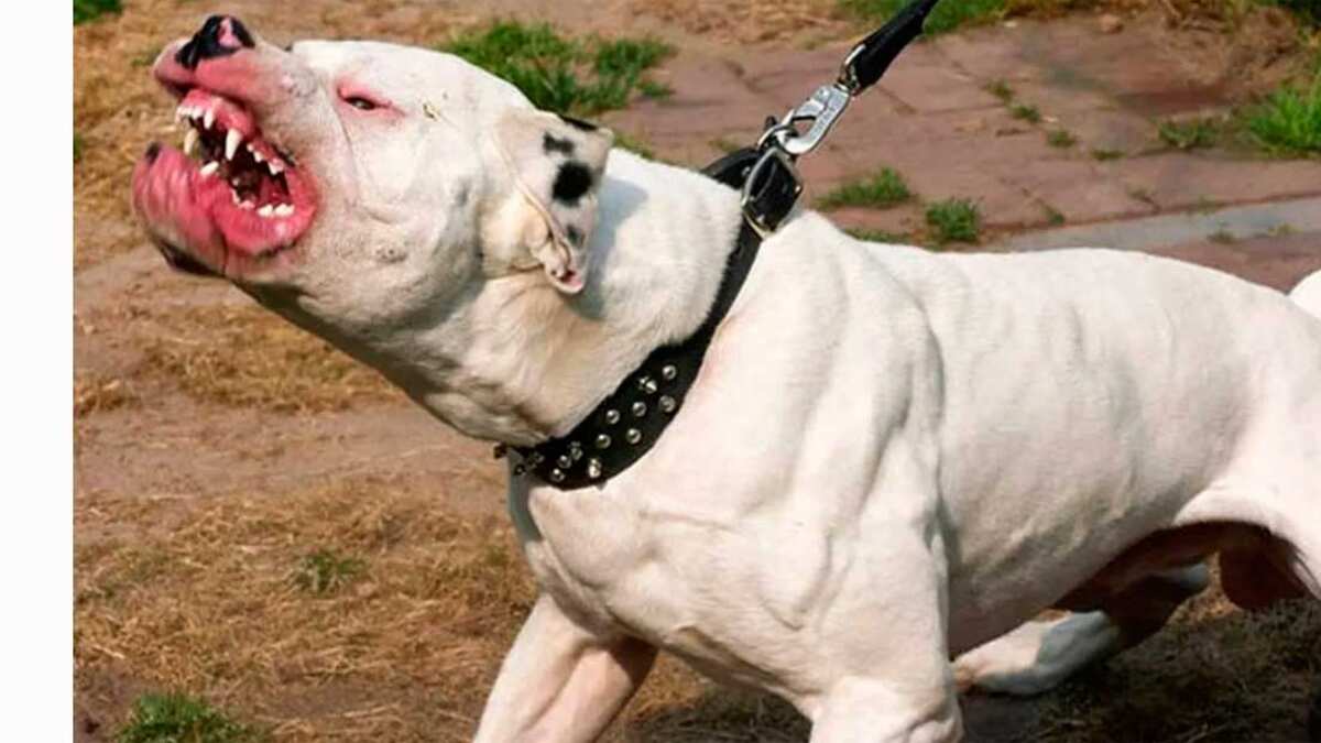 Ataque de pitbull