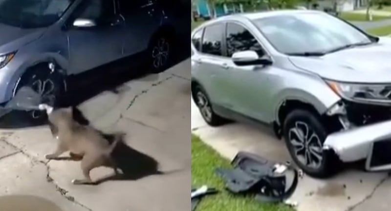 Pitbull destruyen auto