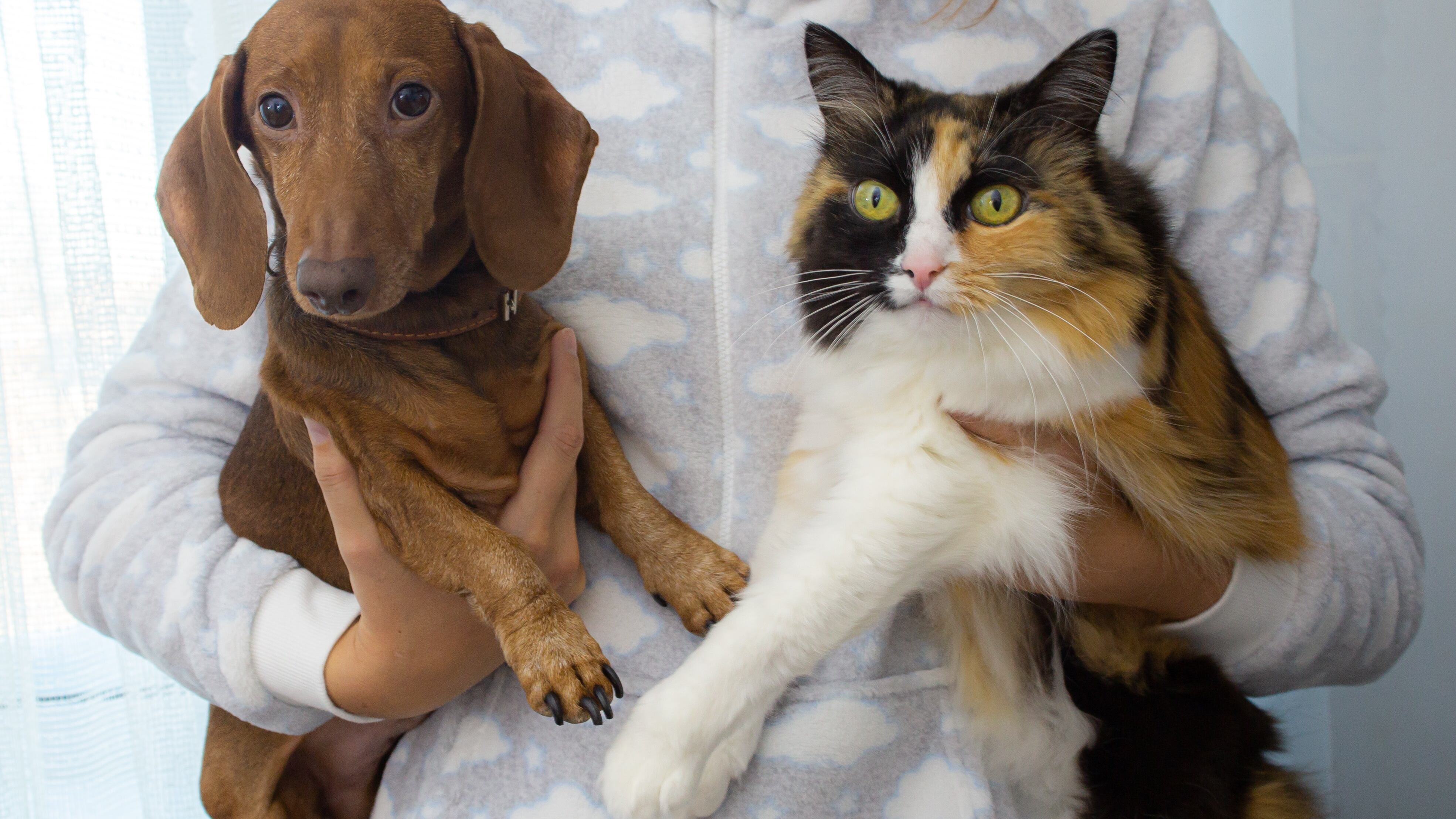 Cachorro e gato no colo da dona