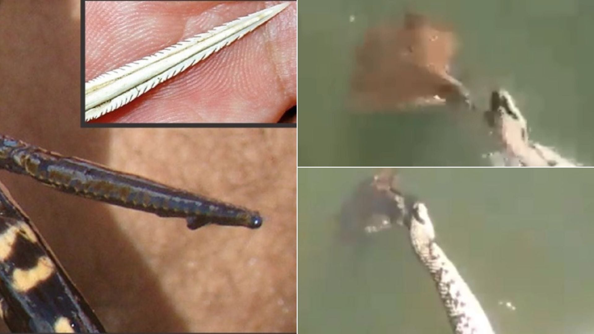 Ferrão da arraia e cobra morta por arraia.