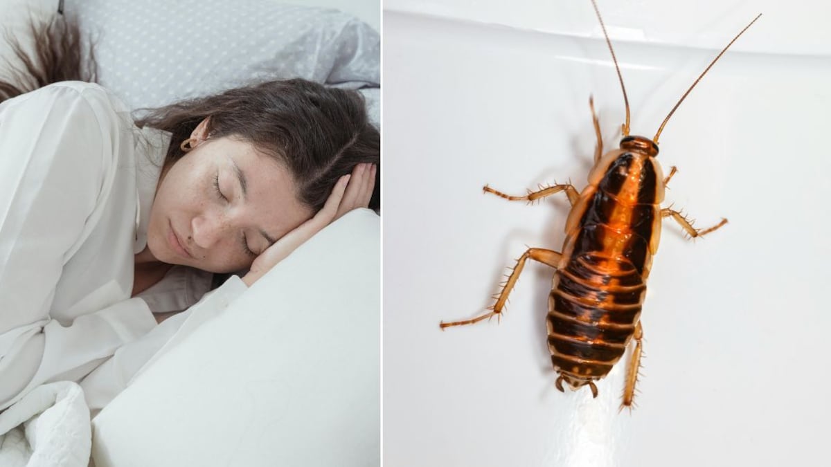 Soñar con cucarachas puede resultar sumamente desagradable