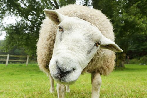 Uma ovelha acabou com a vida de um casal em uma fazenda na Nova Zelândia.