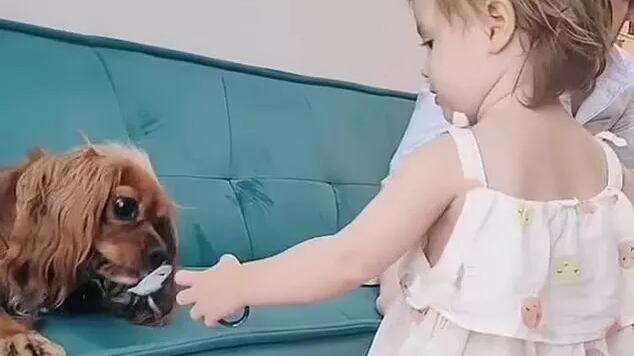 Mãe diz que cão agora chora pedindo o acessório