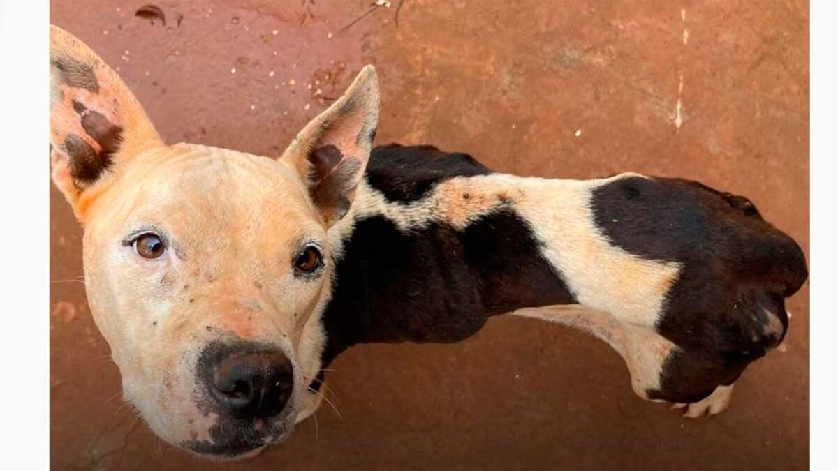 Pitbull é resgatado no interior de São Paulo