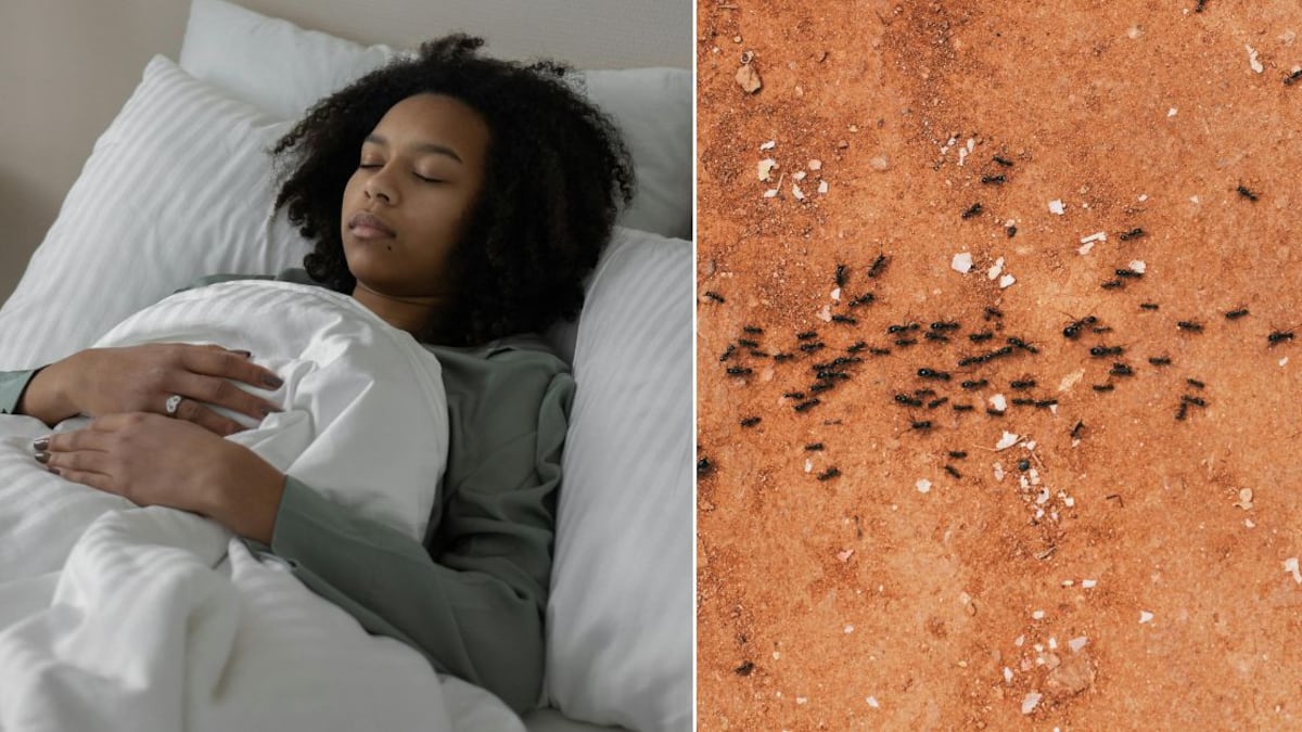 Muchas personas han soñado con hormigas al menos una vez en sus vidas