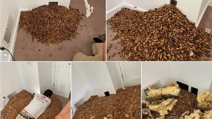 Casal de pica-paus causaram estrago com 300 quilos de nozes em parede