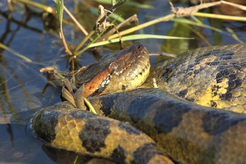 Vídeo mostra como homem vai sozinho procurar gigantesca anaconda e a encontra no Pantanal 