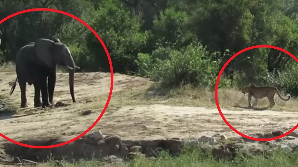 Vídeo mostra enfrentamento entre grupo de elefantes e leopardo que queria beber água; assista