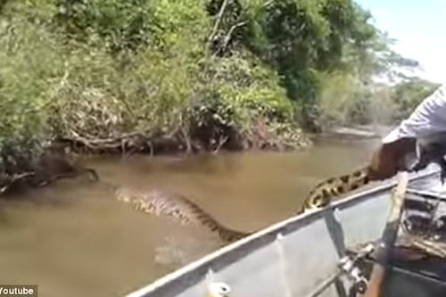 Vídeo que mostra pescadores confrontando anaconda enorme se torna viral