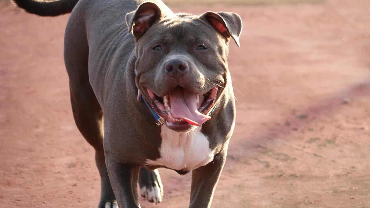 Pitt Bull