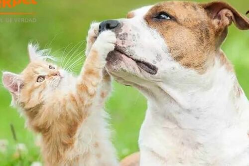 “Sinais sutis de estresse”: novo estudo sobre comportamento de cães freia uma prática comum entre os donos