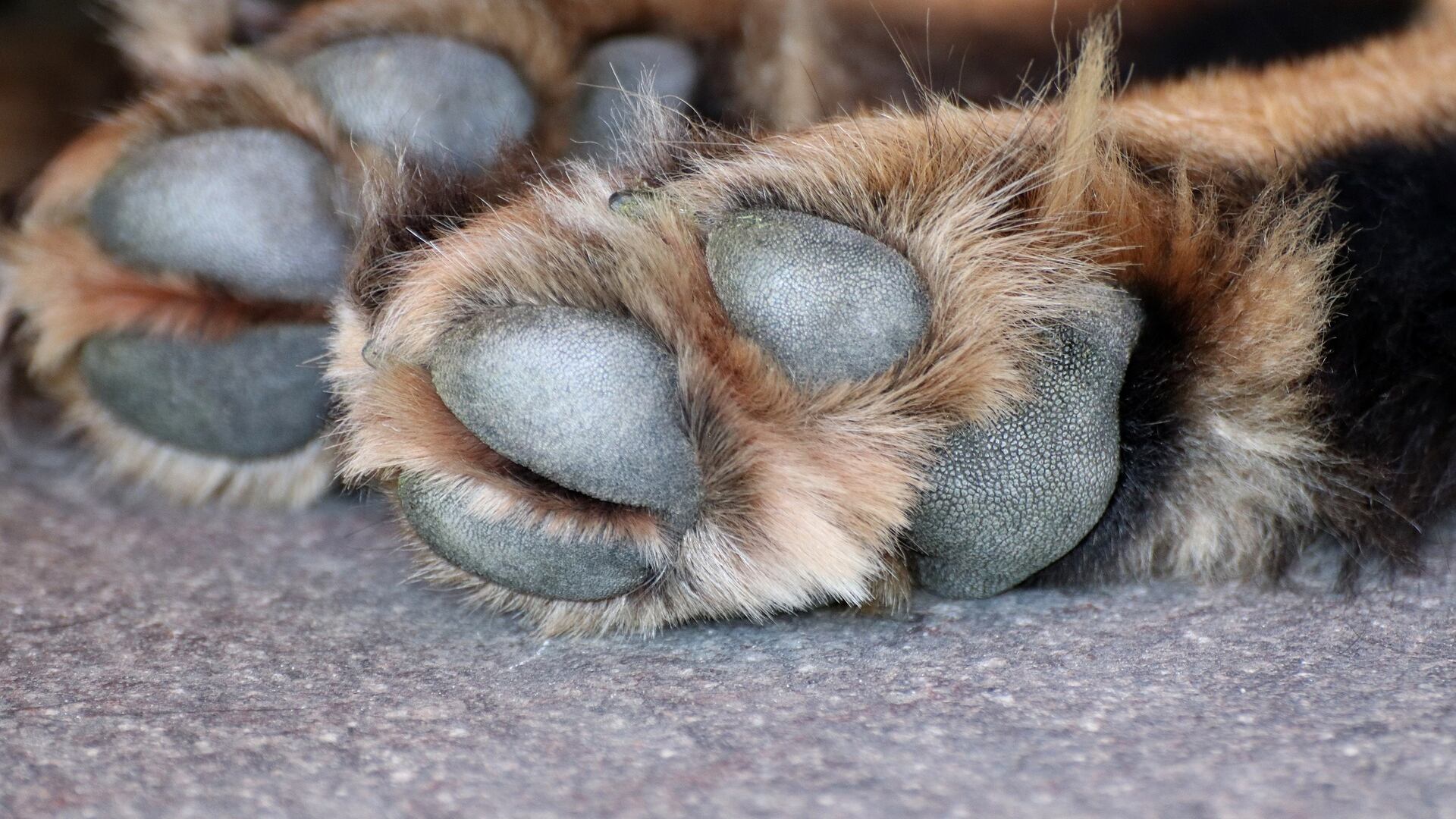 Bandidos armados assaltam mulher e casal com cachorrinho no Jardim Paulista