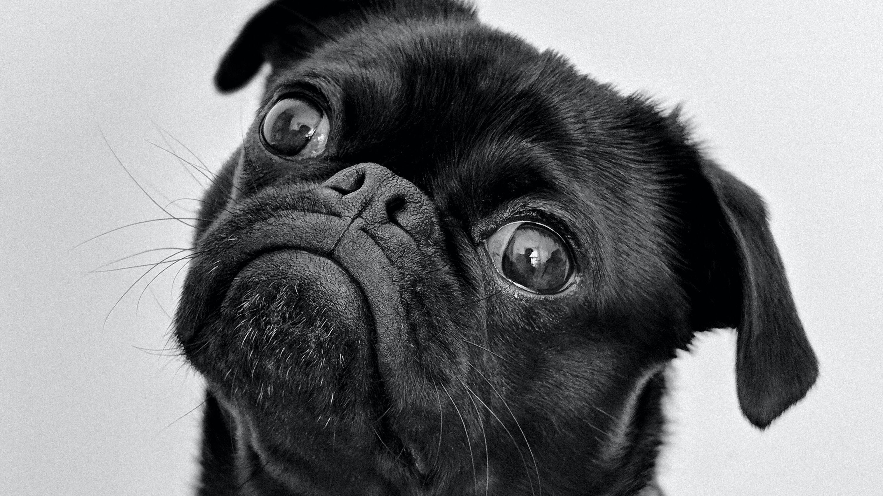 Como saber se o seu cachorro está com ciúmes?