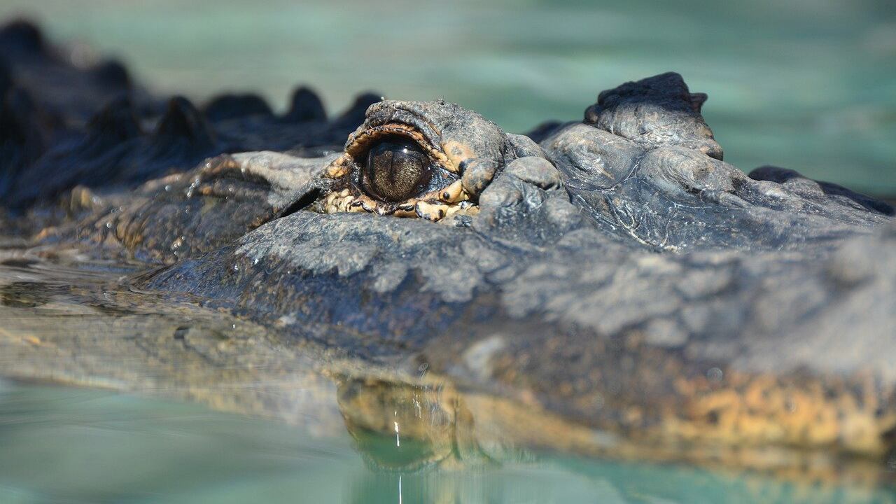 Cocodrilo / Pixabay