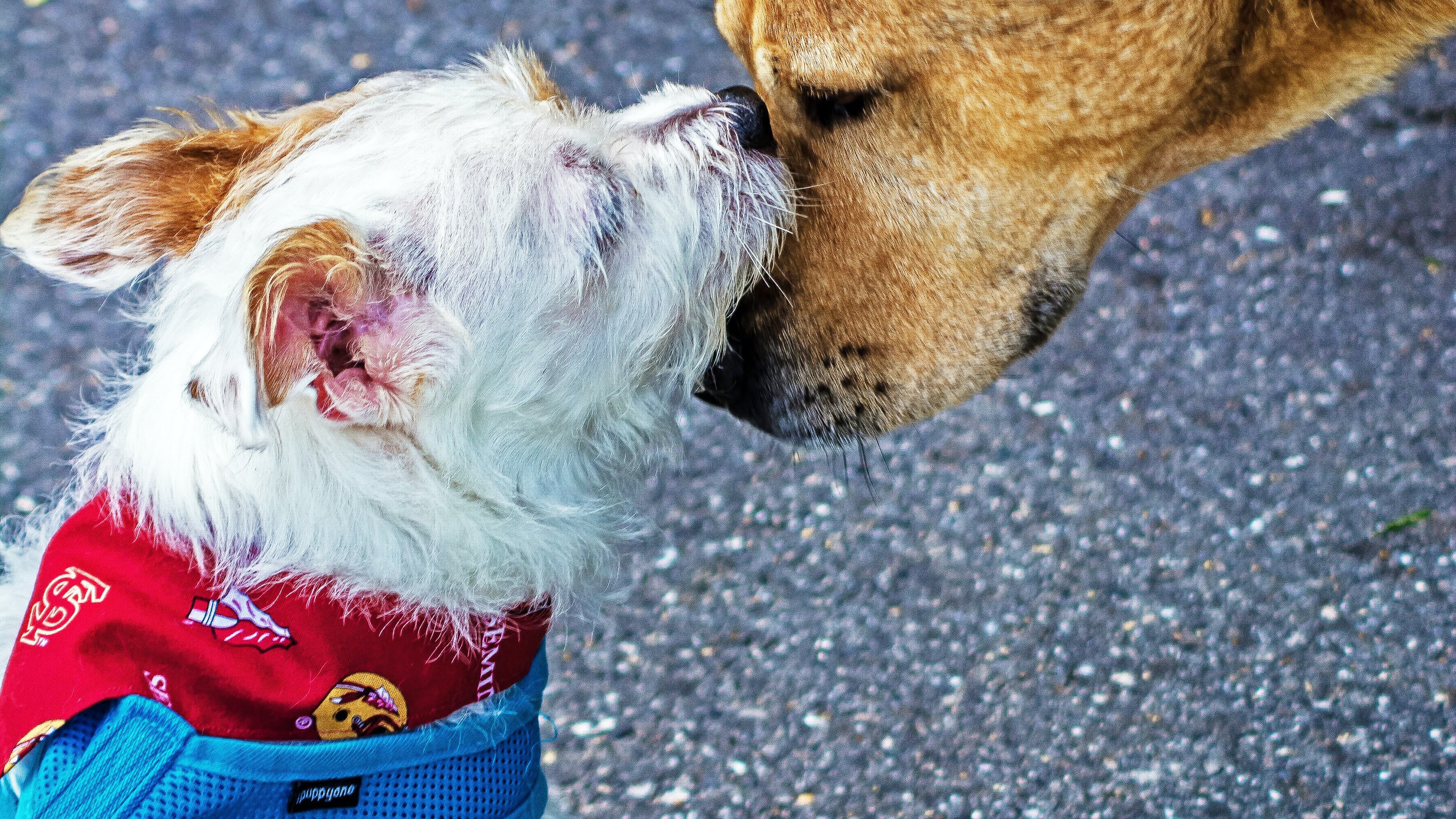 Cães se cheirando