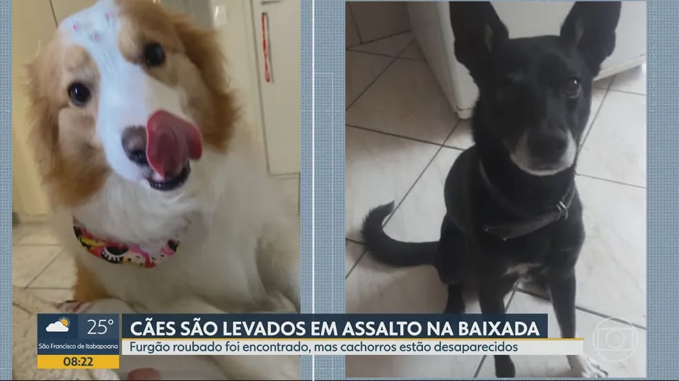 Ladrões roubaram carro de transportadora de animais com dois cachorrinhos dentro